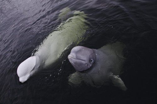 Белухи Нильмо-губы