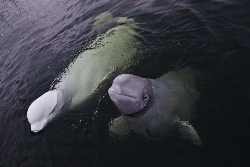 Белухи, Дайвинг, Карелия, Нильмогуба Белухи Нильмо-губы фото превью