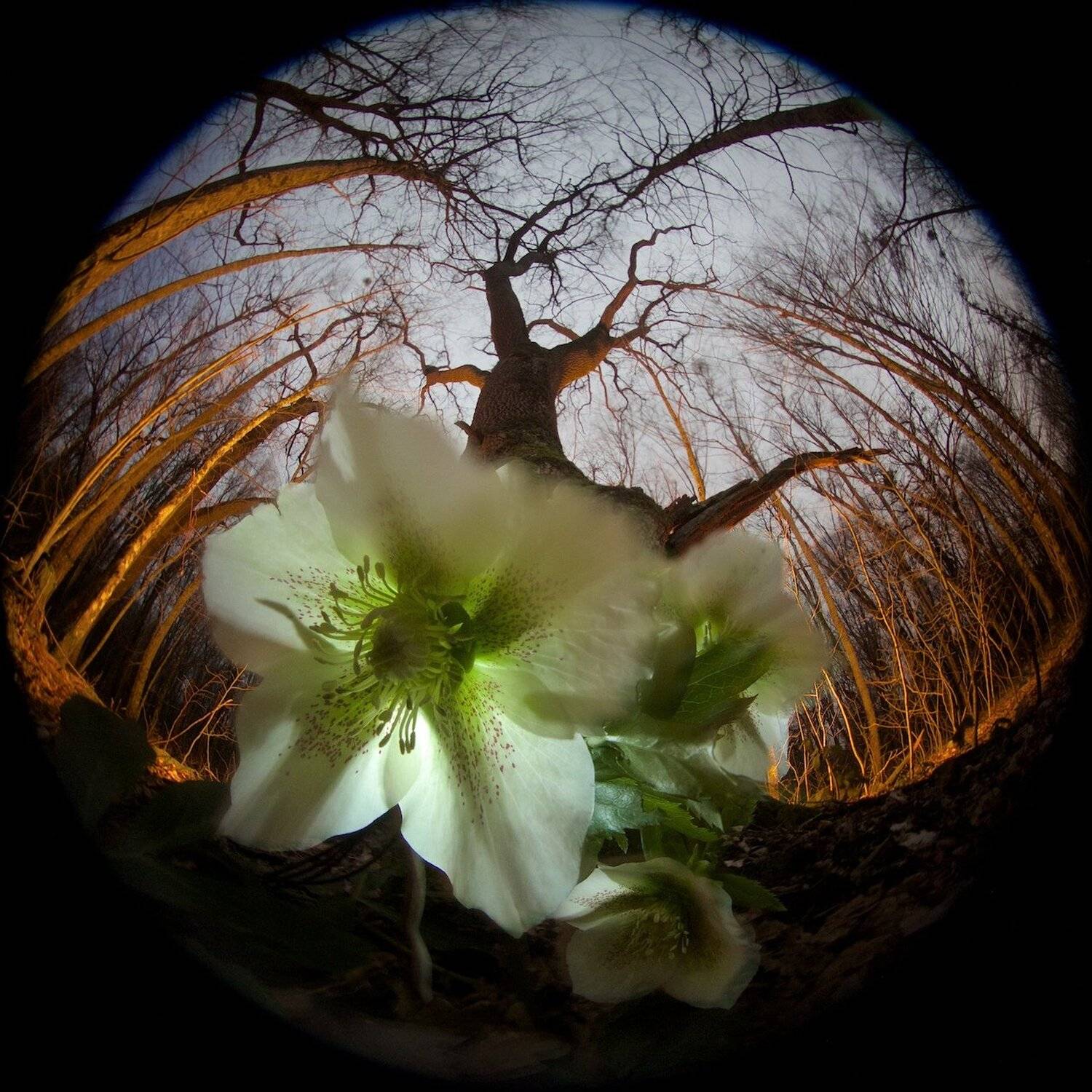 Весна, Лес, Морозник, Цветок, Никифоров Егор