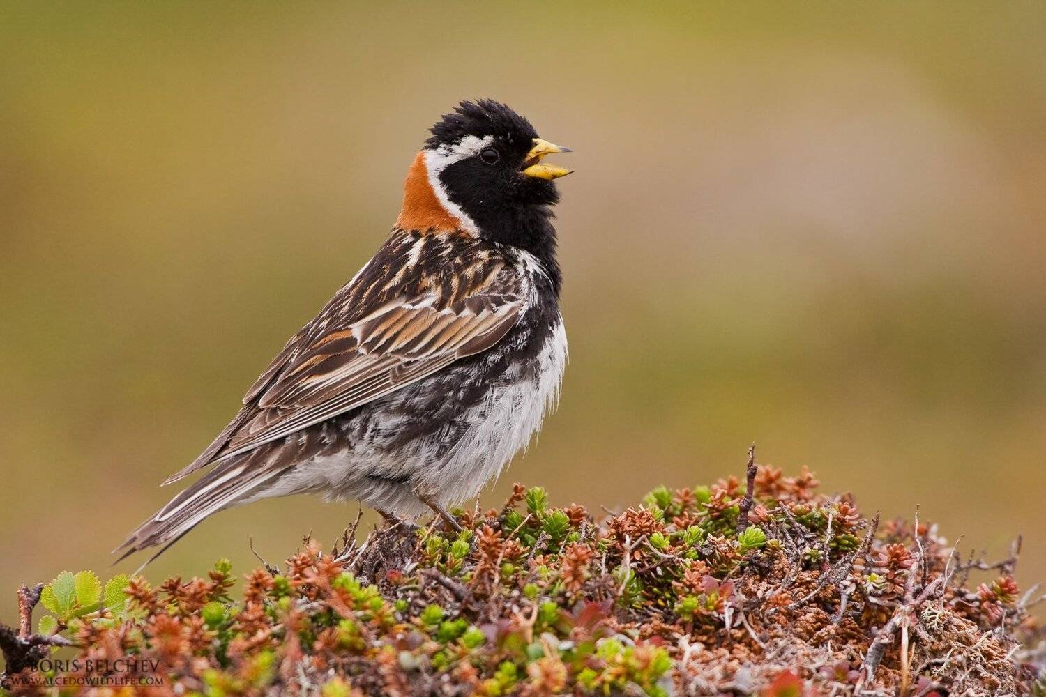 , Борис Белчев