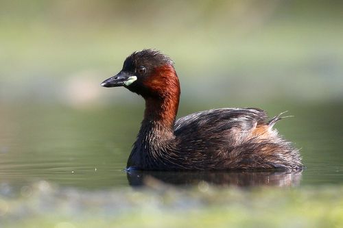 Малая поганка (Little grebe)