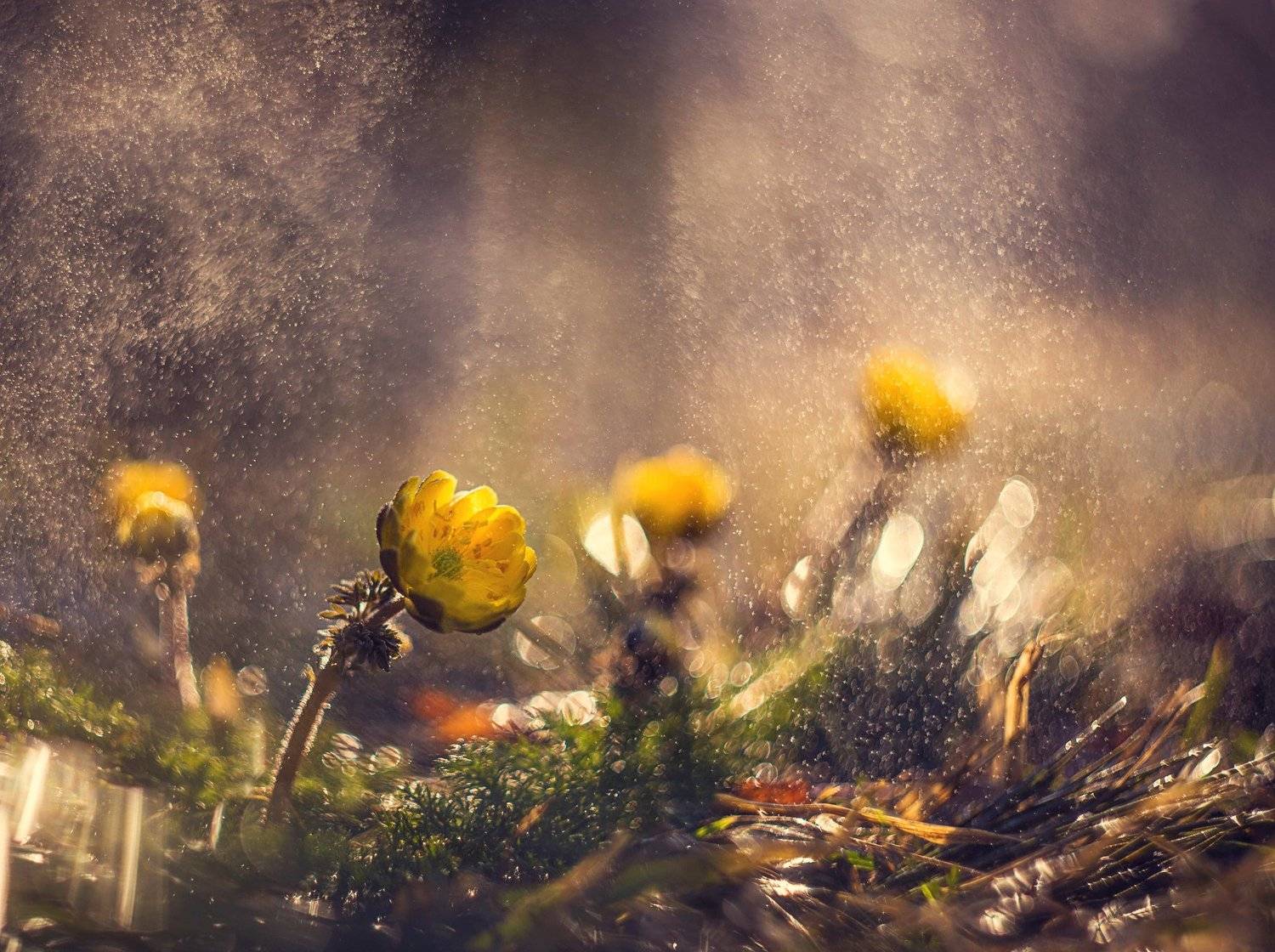 , Екатерина Науменко