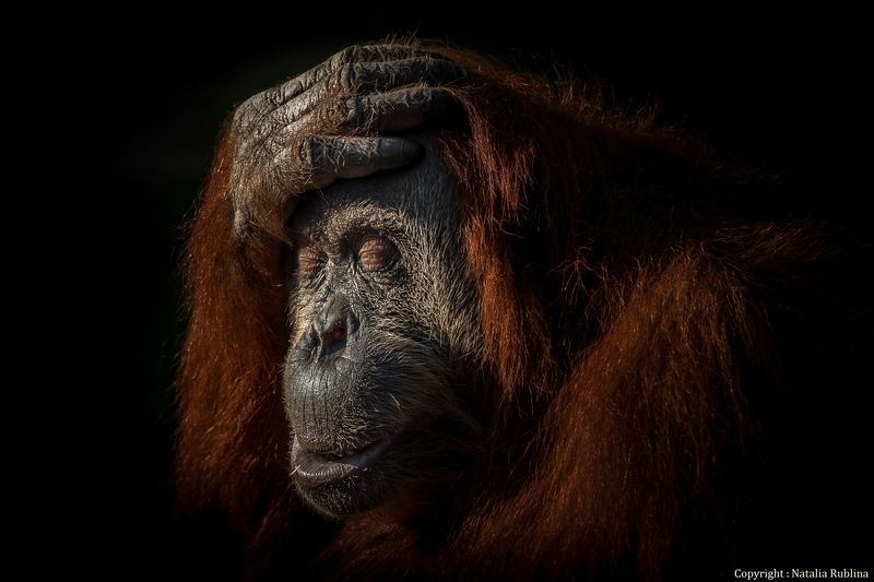 Животные, Зоопарк, Настроение, Орангутан, Портрейт, Приматы, Сафари В глубине Души я знала... фото превью