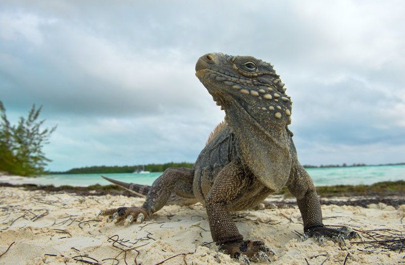 игуана, ящерица, дракон, куба, природа, дикая природа, остров, рептилии, nature, reptile, lizard, nature, wildlife, cuba, cyclura, cyclura nubila  Драконы  фото превью