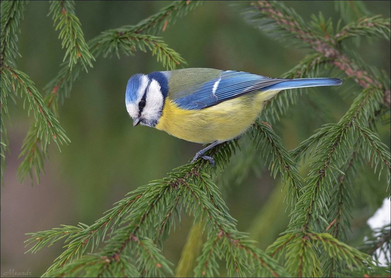 лазоревка, Андрей Медведев
