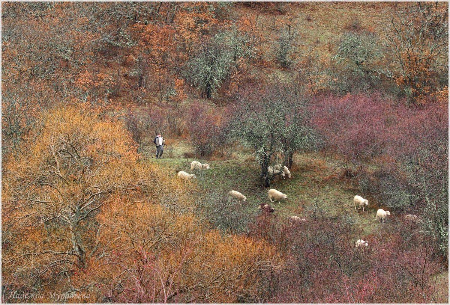 зима, крым, пастух, стадо, Надежда Муравьёва
