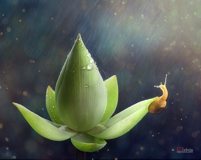 Sen Ốc фото превью