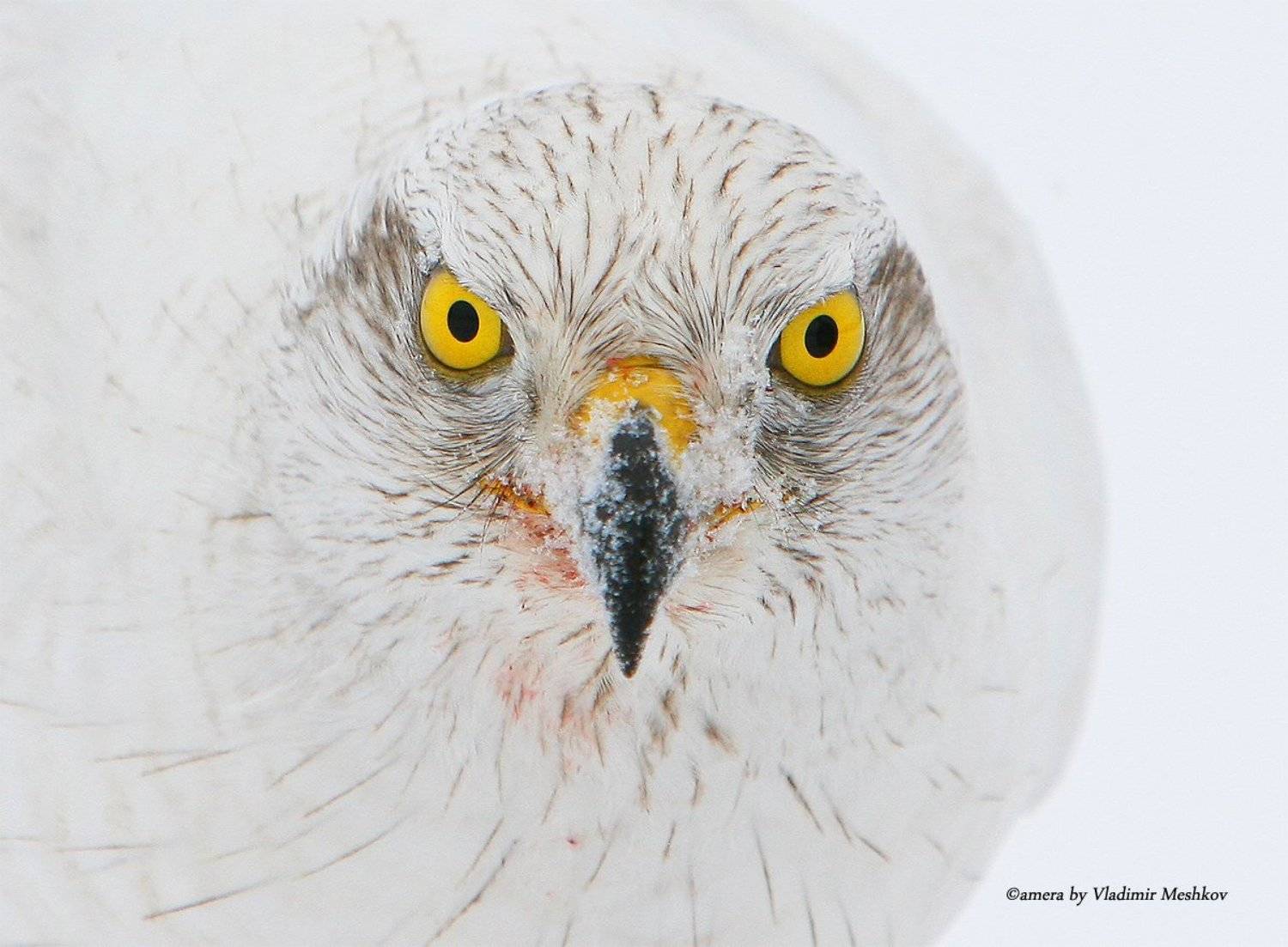 , &copy; =Vladimir Meshkov=