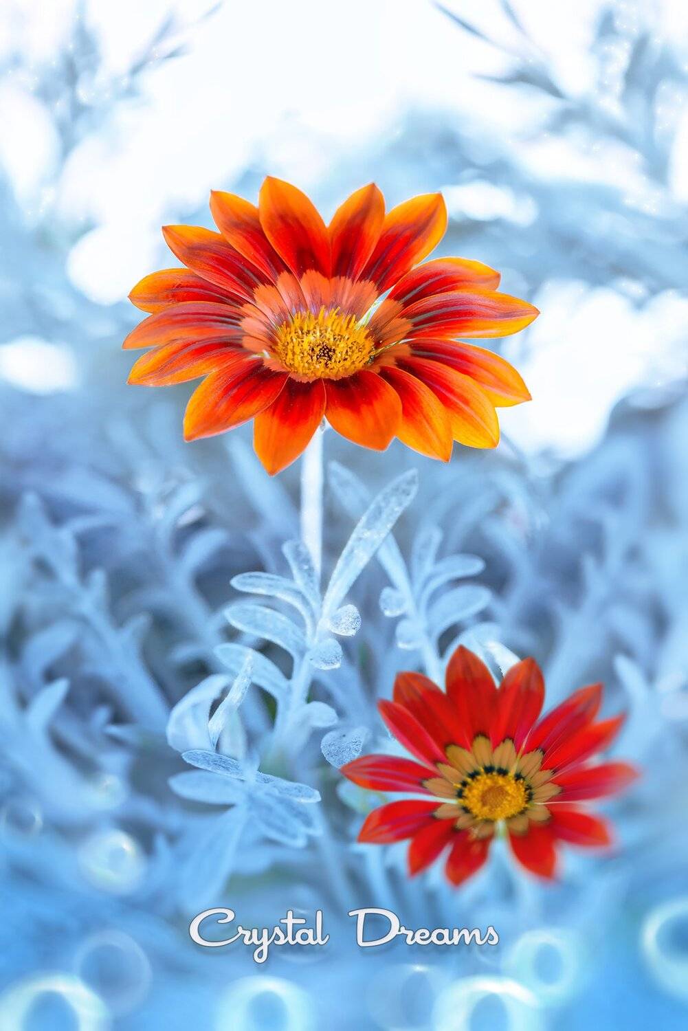 Art, Color, Crystal Deams, Macro, Nature, Tatiana Krylova, Winter, Татьяна Крылова