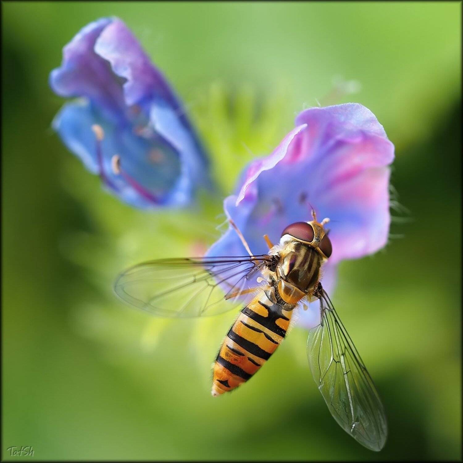 Syrphidae, Журчалка, Насекомые, Шипилова Татьяна
