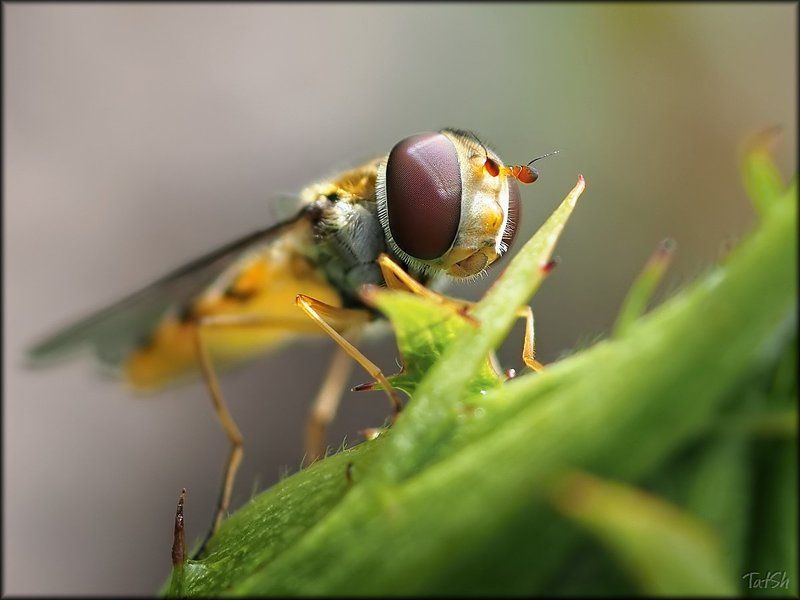 Syrphidae журчалка, Насекомые Курносик фото превью