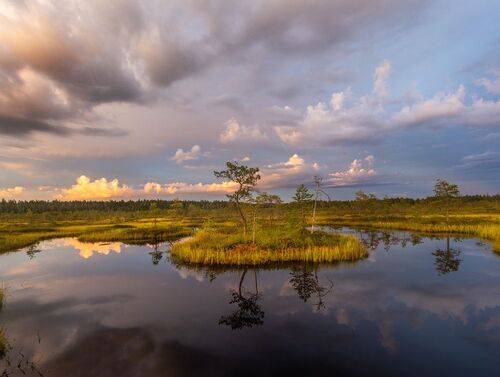 Вечер на болоте