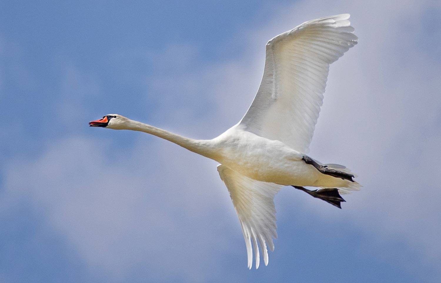 лебедь птица, Gurdina Lena