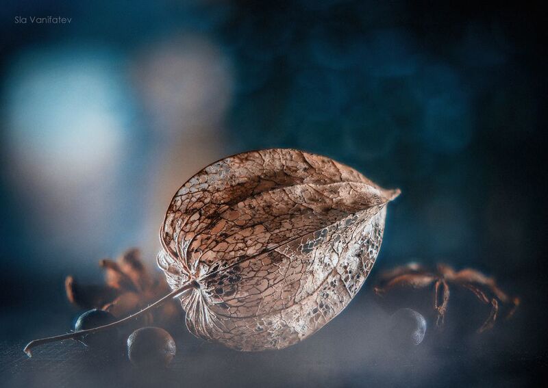 Зимний Натюр фото превью