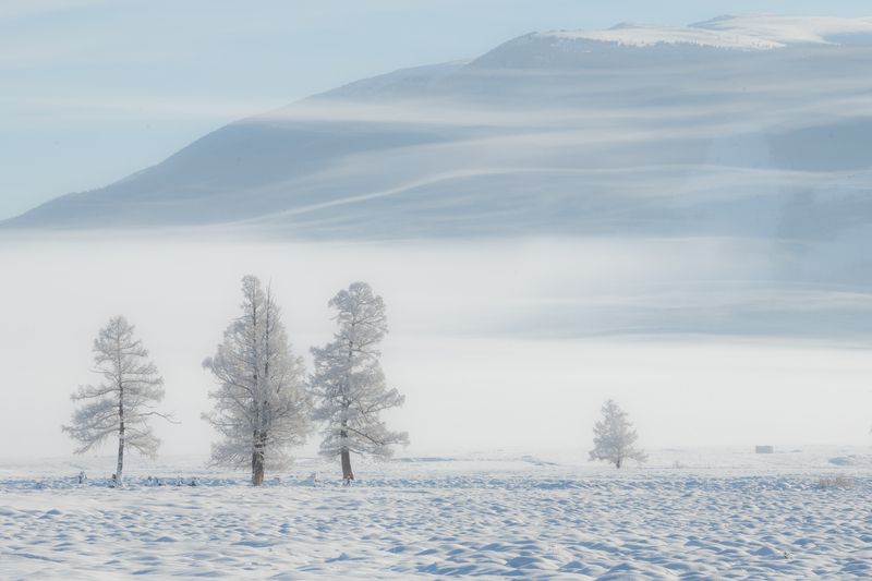 Курай фото превью