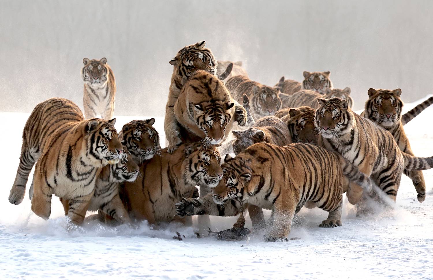 , Гудков Андрей