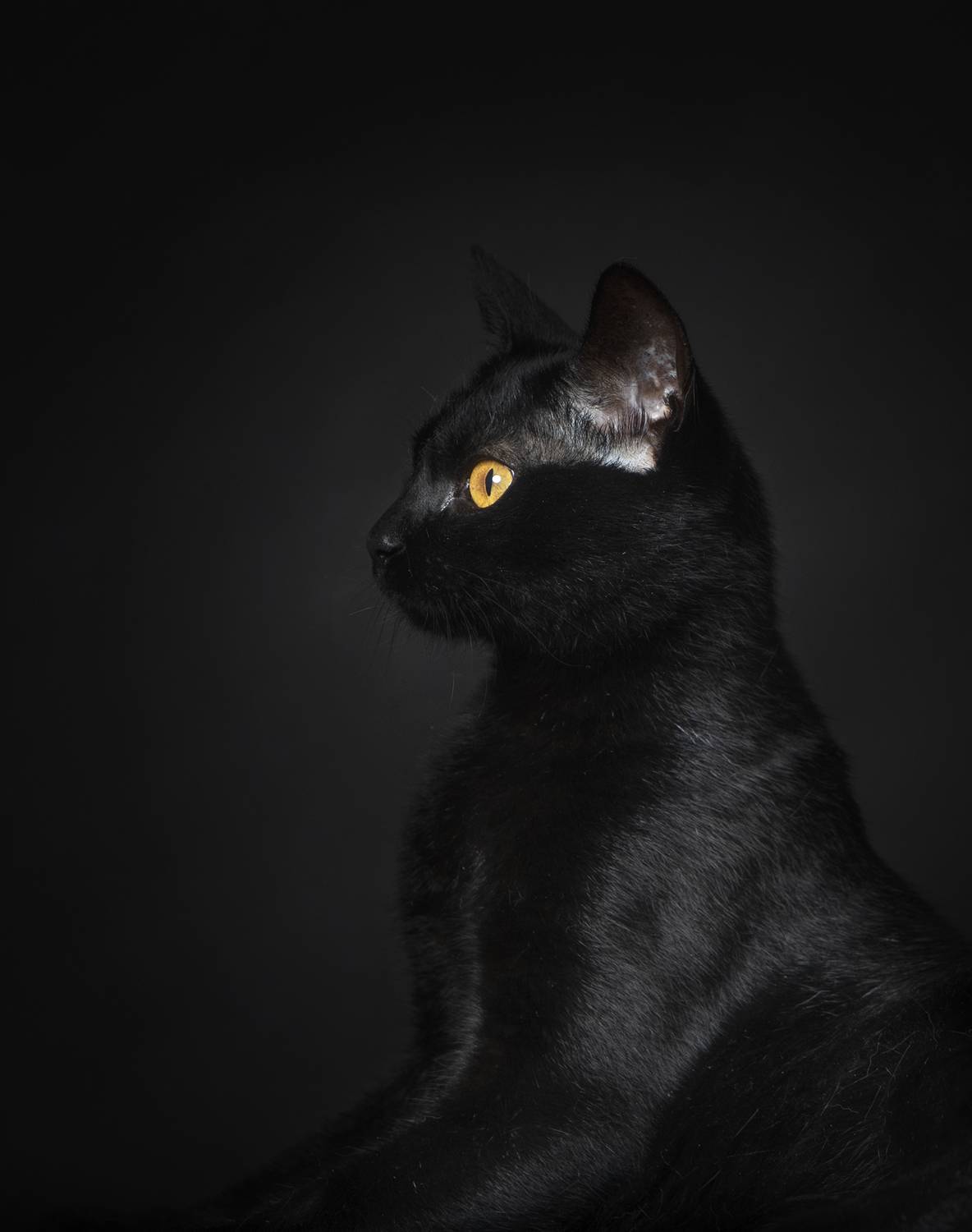 portrait,photography,pets,animal,black,cat,feline,studio,flash,indoor,, Alexandre Marques
