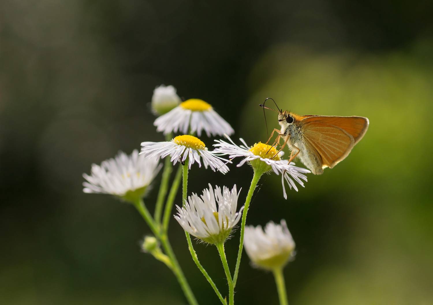 , Чепленко Алексей