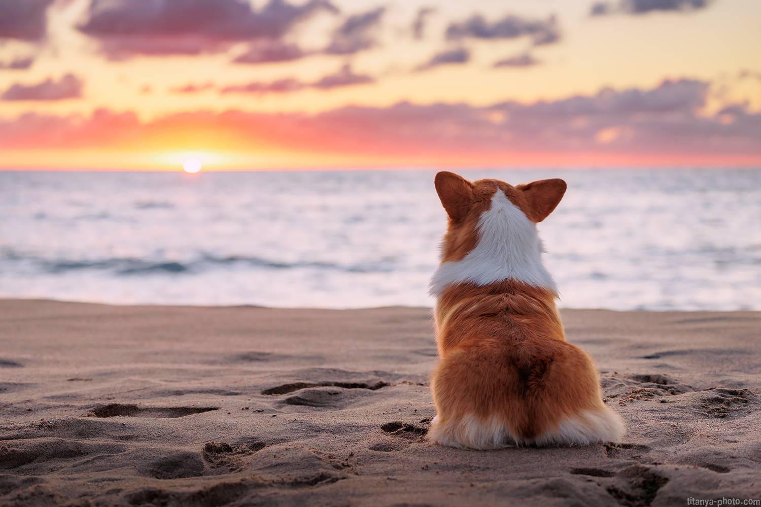 корги, вельш корги, пемброк, океан, небо, закат, собака, Анна Титова