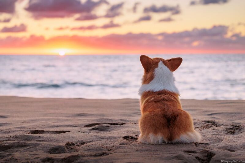 корги, вельш корги, пемброк, океан, небо, закат, собака На берегу Тихого океана фото превью