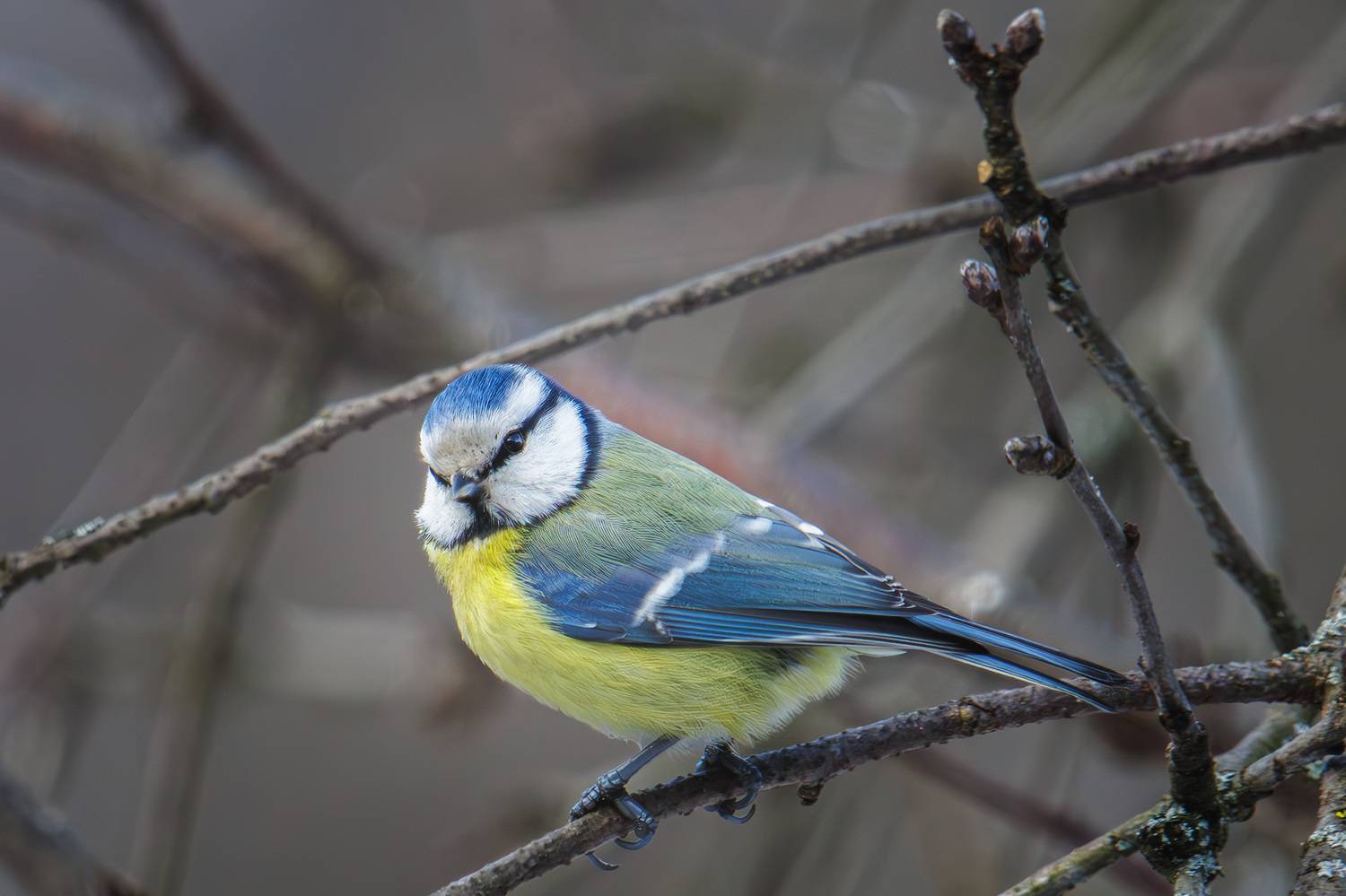 лазоревка, Морозов Сергей