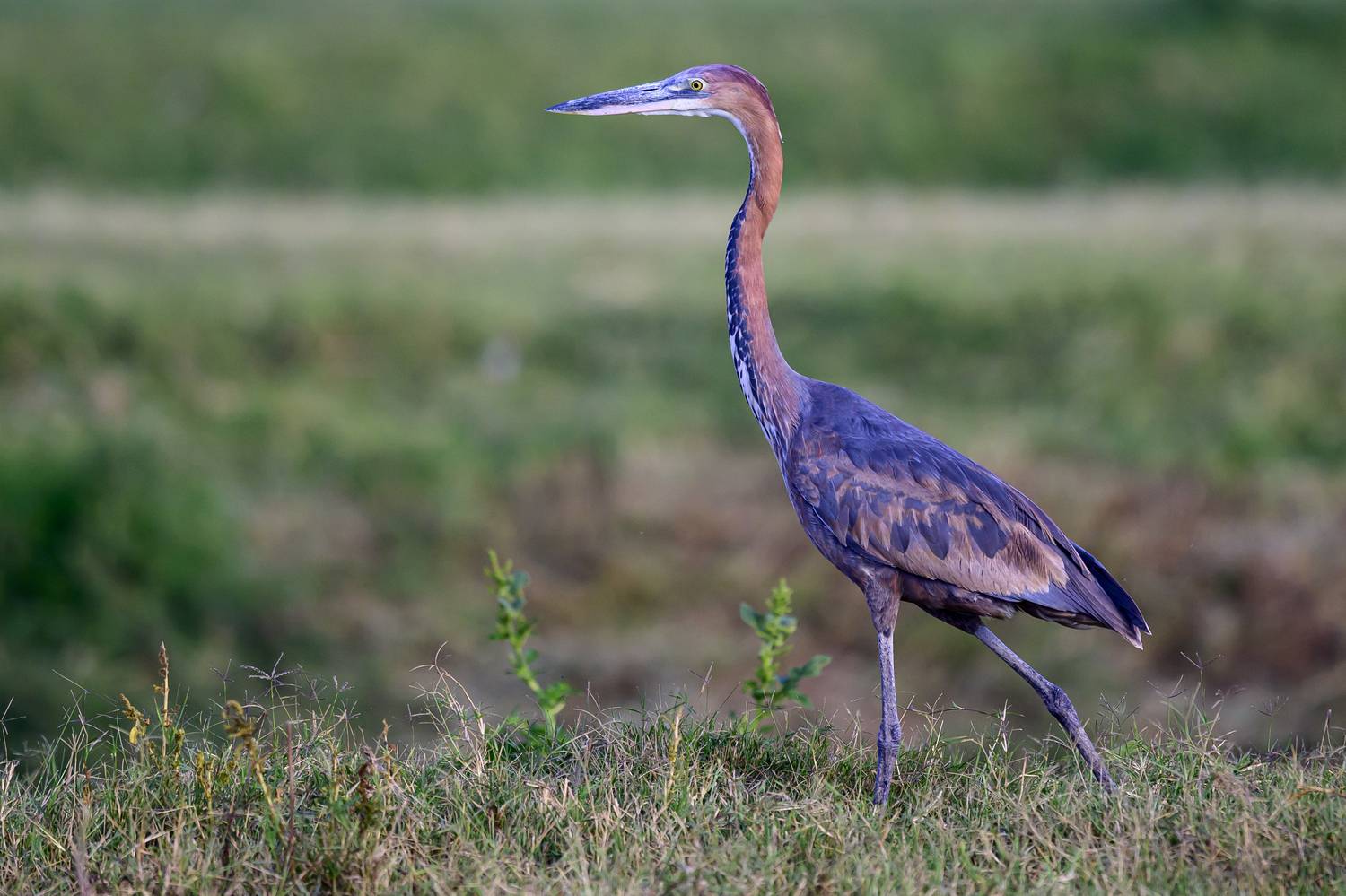 , Пупонин Сергей
