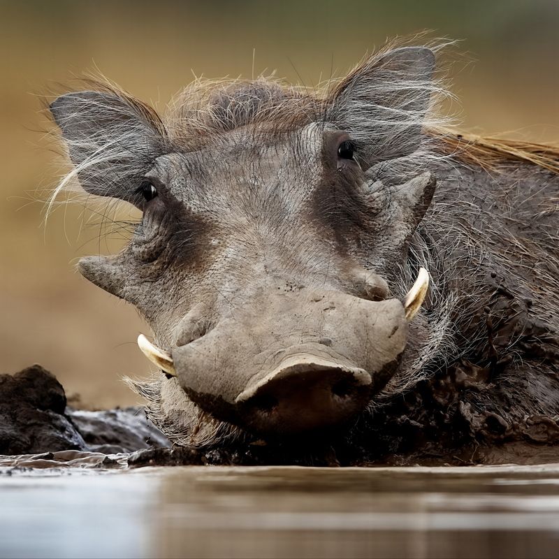 Пумбы на водопое фото превью