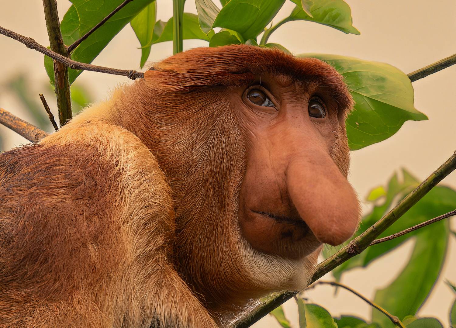 обезьяна носач, борнео, Сулоев Алексей