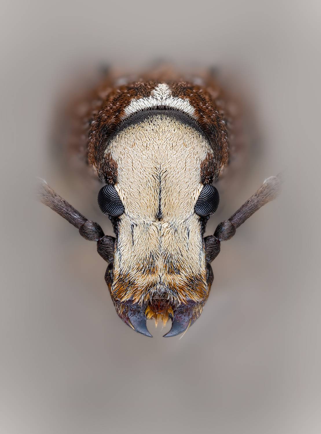 coleoptera, anthribidae, platystomos albinus, ложнослоник беловатый, paprastasis netikrastraublis, Eugenijus Kavaliauskas