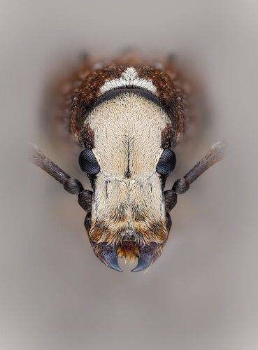 Ложнослоник беловатый