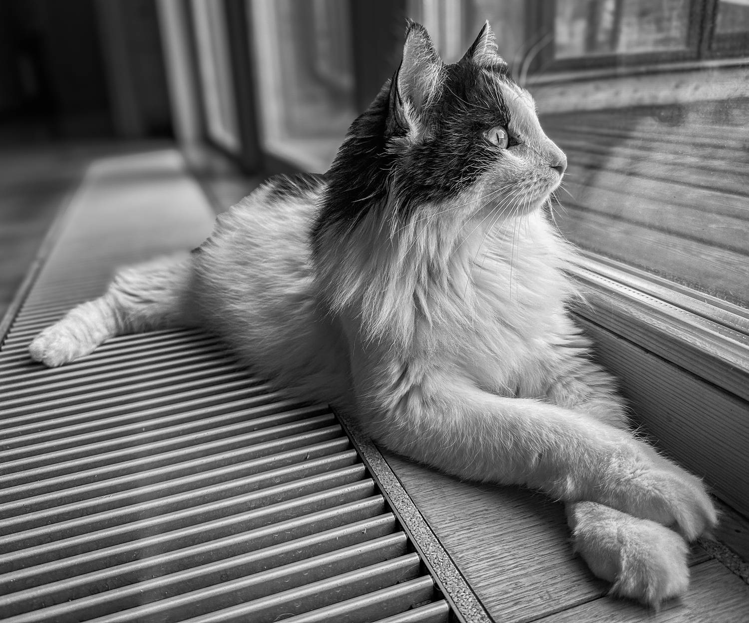 , Курлянцев Алексей