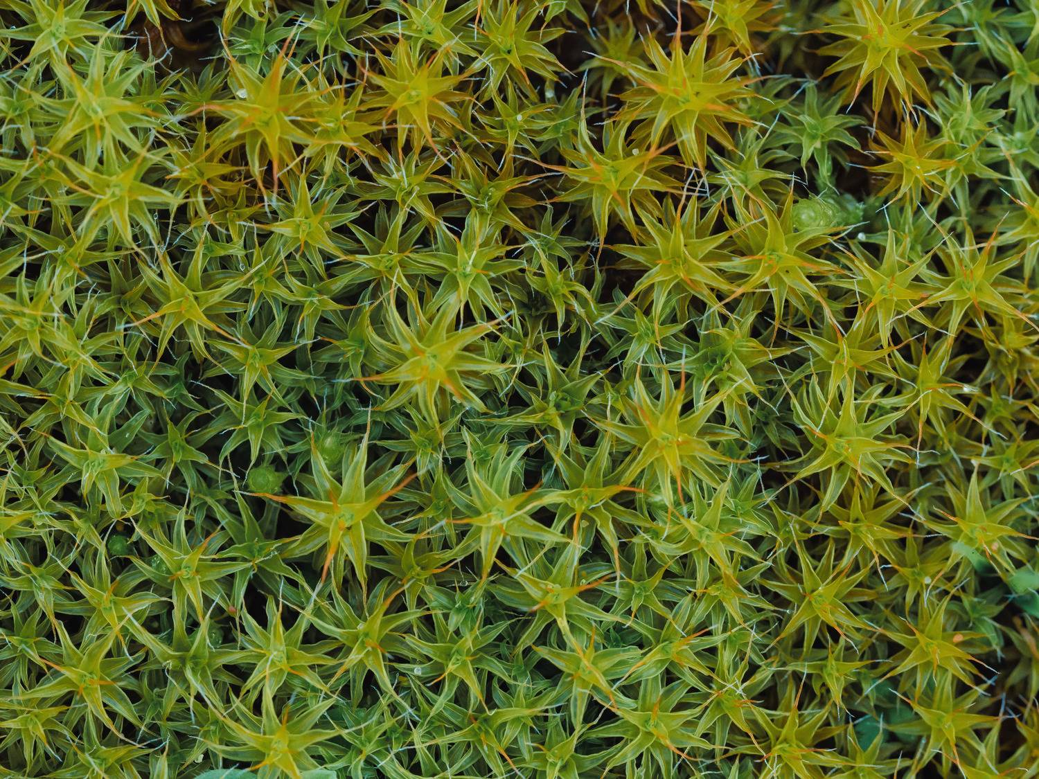 , Ирина Протченко