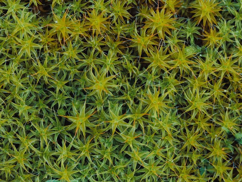 Мох фото превью