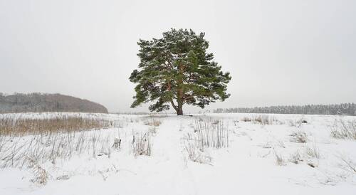 Одинокая сосна