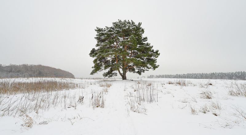 россия, московская область, красногорский район, лохин остров, одинокая сосна Одинокая сосна фото превью
