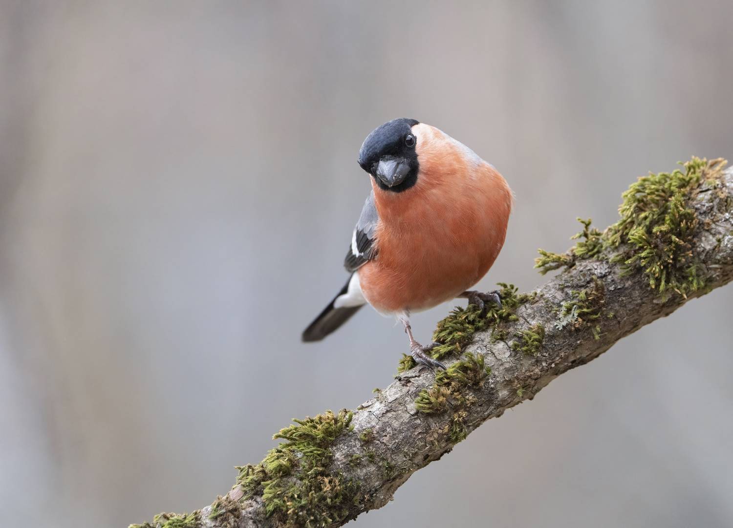 птицы,природа, зима, Андрей Киселёв