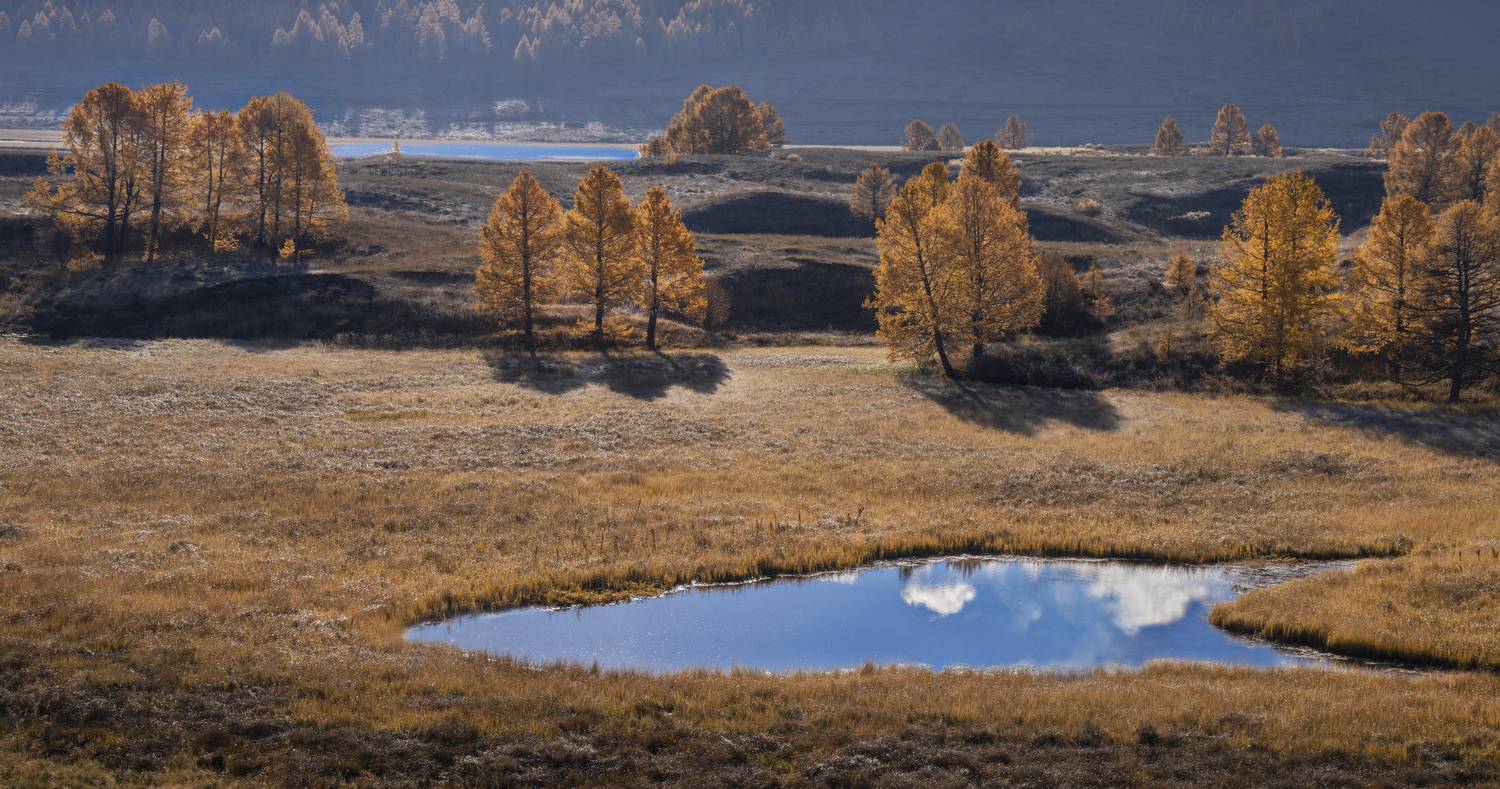 Алтай, осень, деревья, пейзаж, Галина Дейнекина