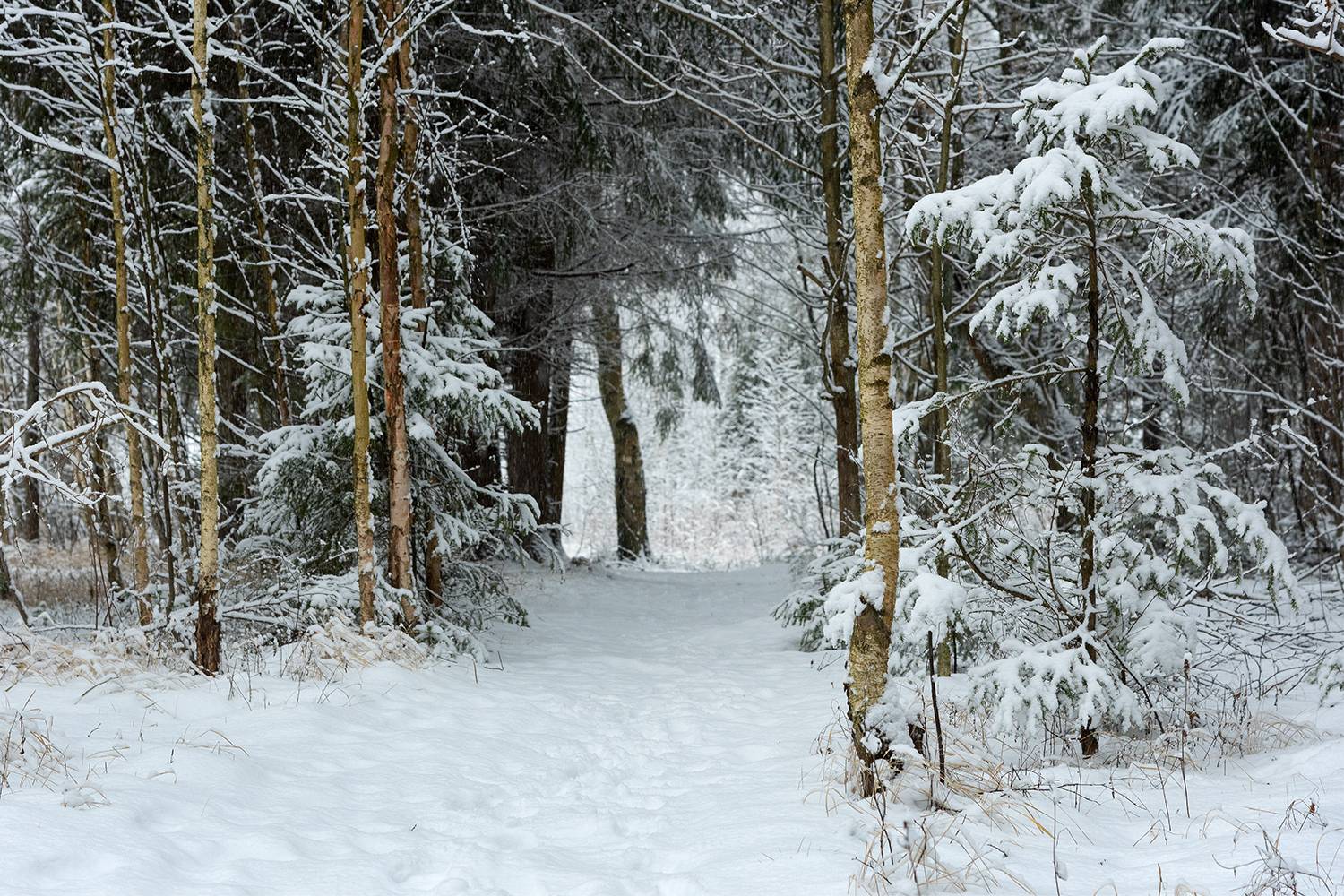 , Дмитрий Асеев