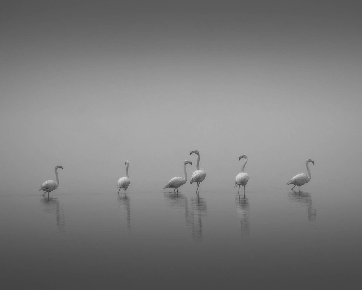 , de Franzoni Thomas