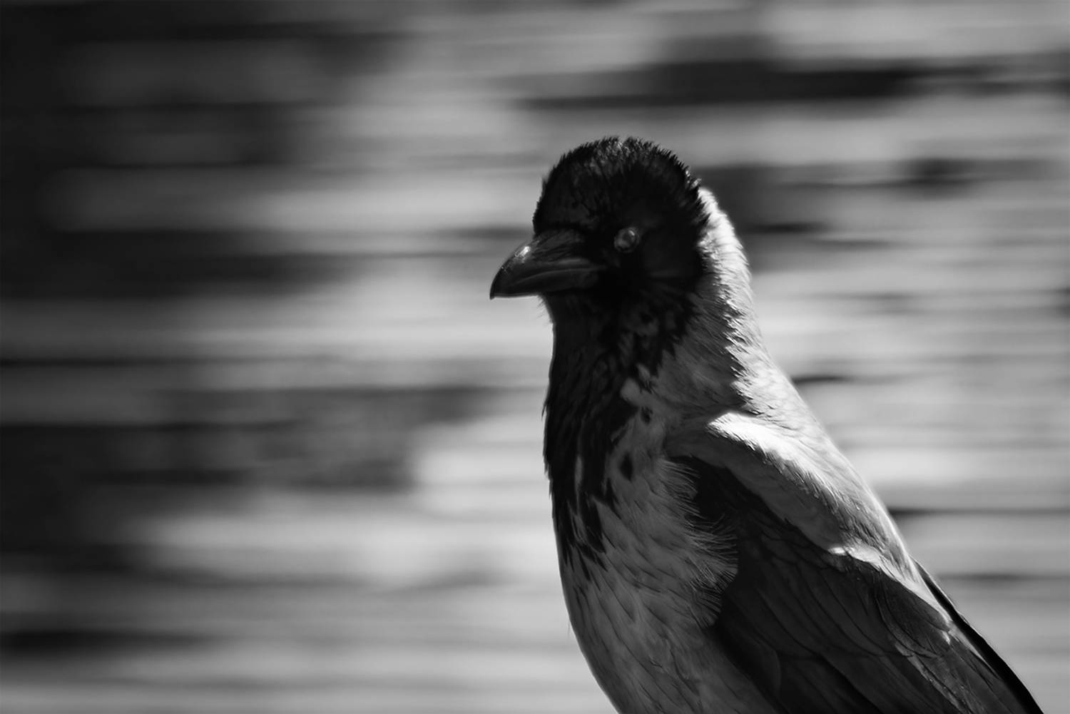 ворона, серая ворона,птица, калининград, Corvus cornix, bird, Хилько Марина