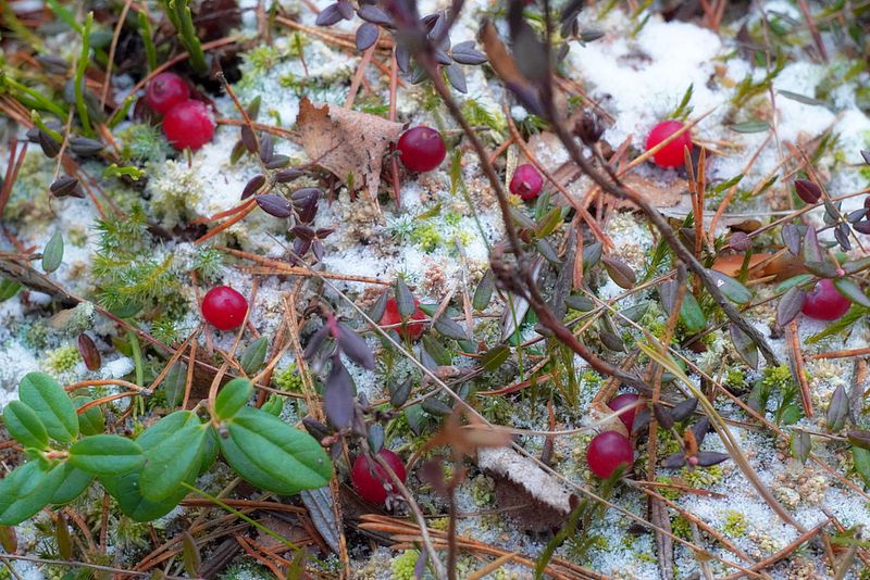Клюква, зима, снег, мороз, лес, ягода Зимняя клюква фото превью