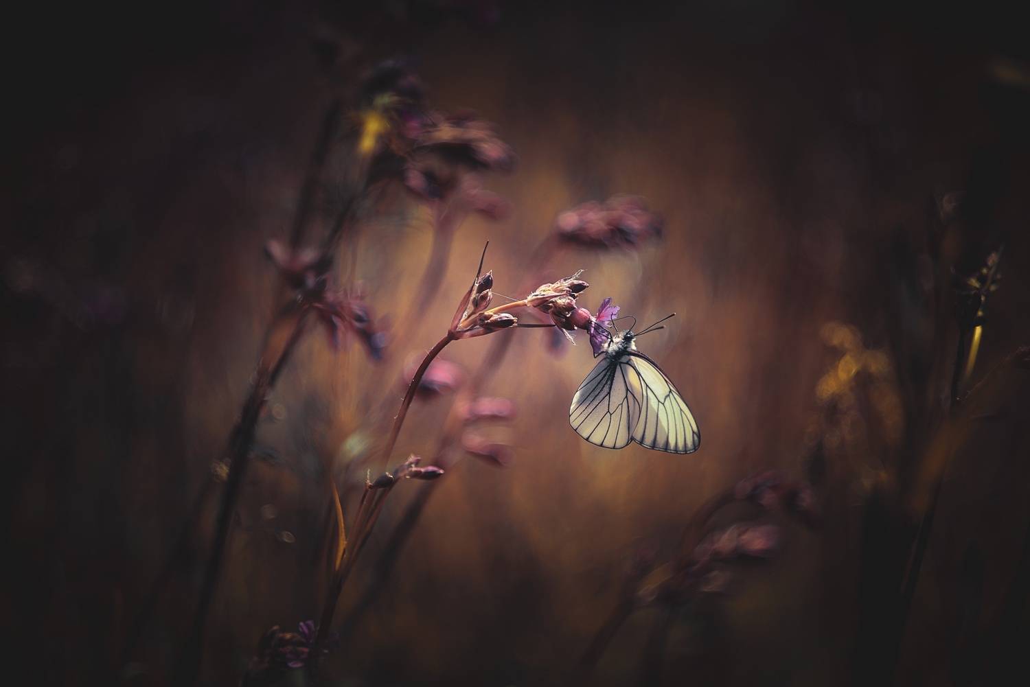 , Лапшина Владлена