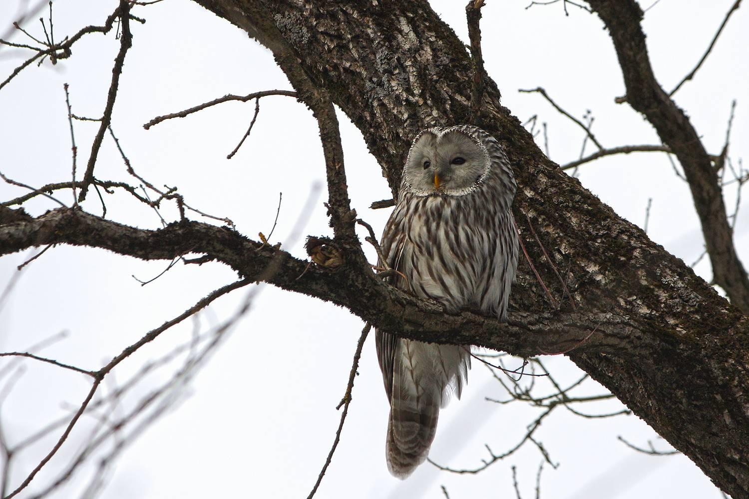 сова, неясыть, длиннохвостая неясыть, уральская неясыть, strix uralensis, КарОл