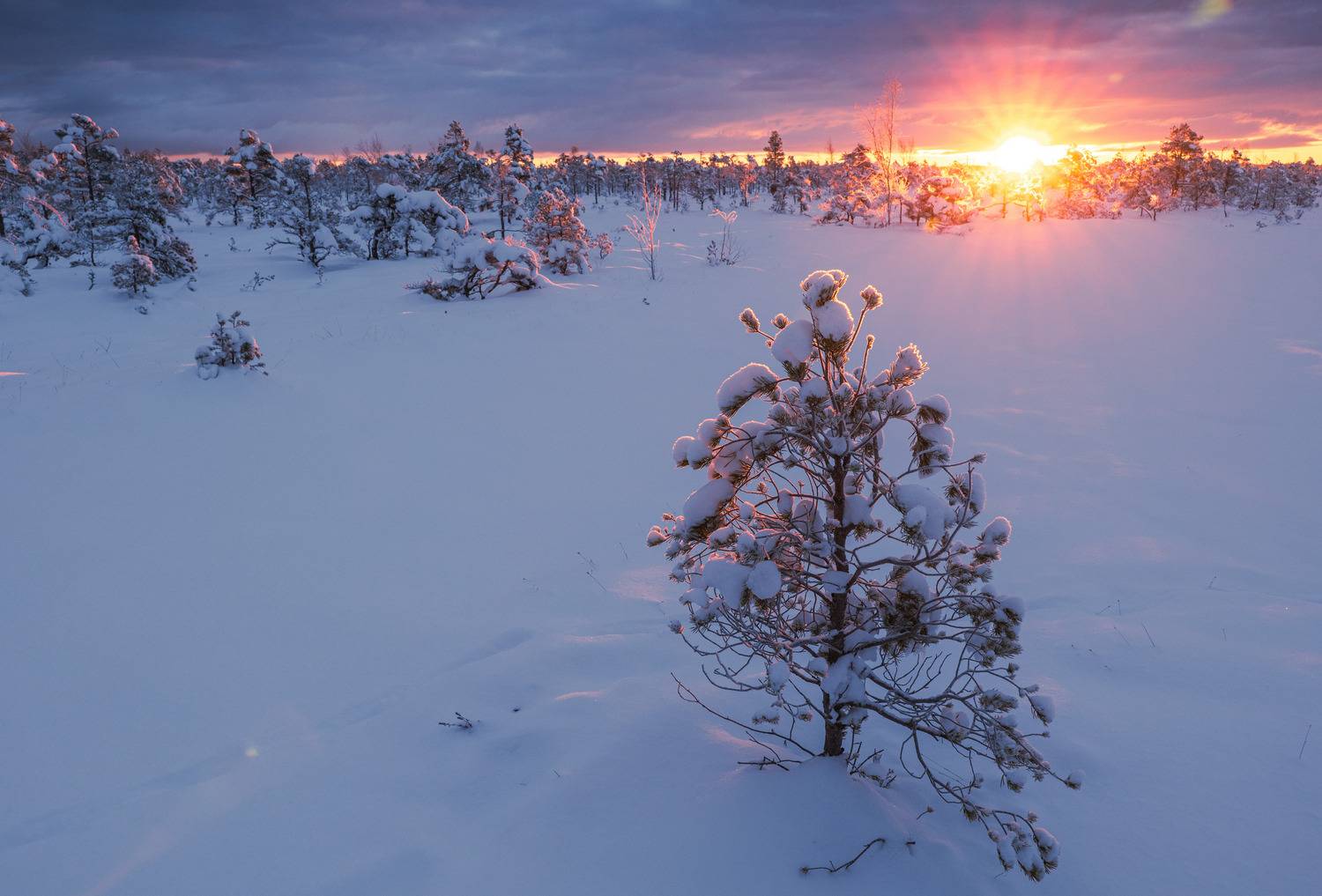 , Гордон Николай