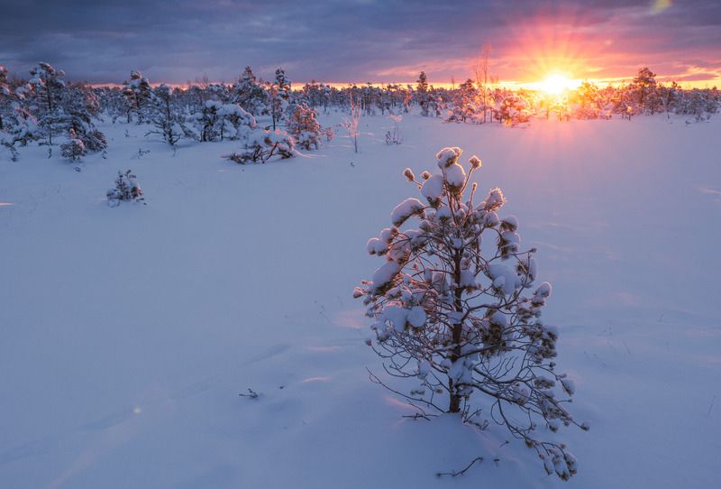 Морозное утро фото превью