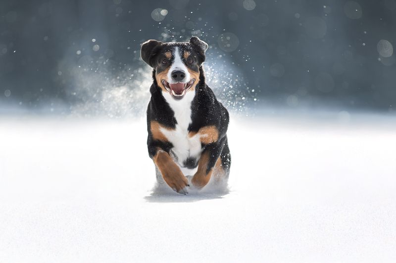 Счастливая собака фото превью