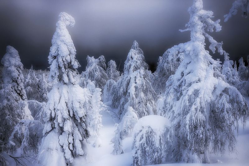 Метель с Севера фото превью