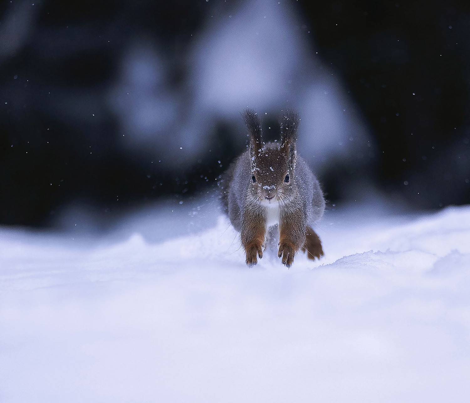 белка,снежинки,лес,природа, squirrel, beautiful,movement, forest, nature, Стукалова Юлия