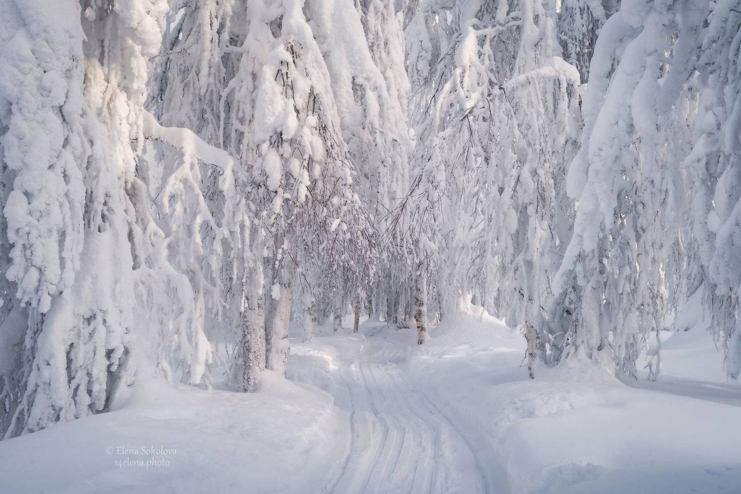 , Соколова Елена