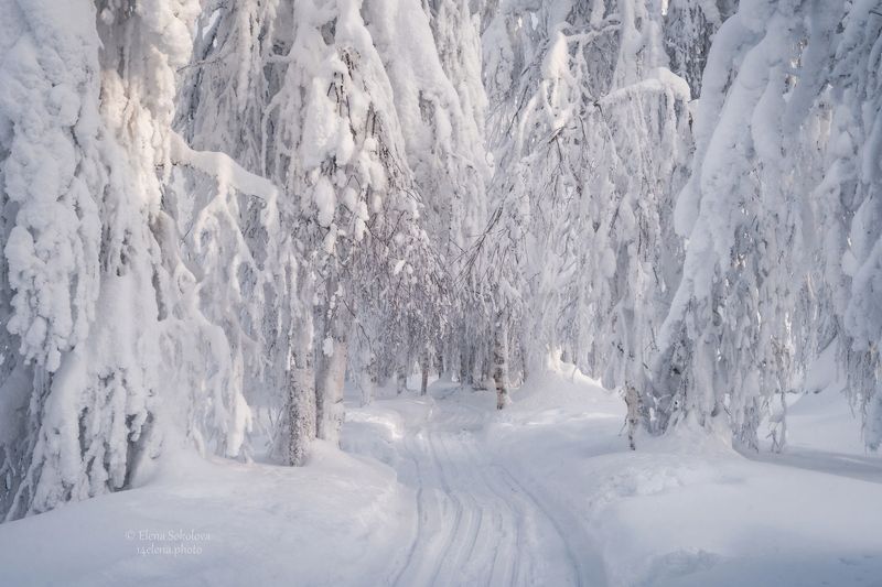 Зимняя сказка фото превью